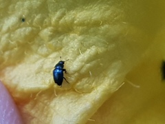 Brassicogethes aeneus