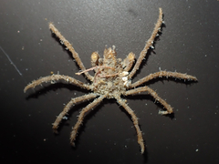 Pyromaia tuberculata