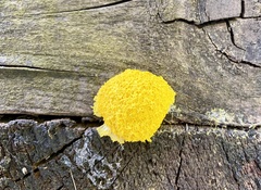 Fuligo septica