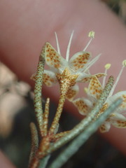 Phebalium filifolium