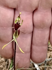 Caladenia verrucosa