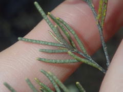 Phebalium filifolium