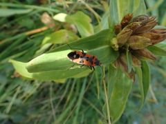 Lygaeus equestris