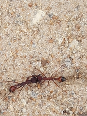 Myrmecia nigriscapa