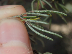 Phebalium filifolium