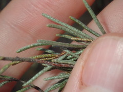 Phebalium filifolium