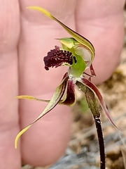 Caladenia verrucosa