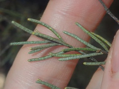 Phebalium filifolium