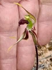 Caladenia verrucosa