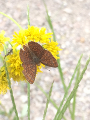 Calephelis arizonensis