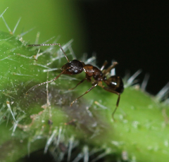 Camponotus subbarbatus