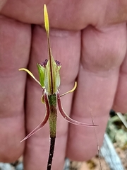 Caladenia verrucosa