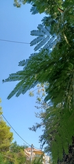 Albizia julibrissin