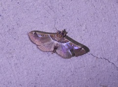 Diaphantania