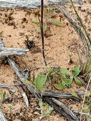 Caladenia verrucosa
