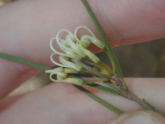 Grevillea acacioides