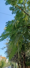 Albizia julibrissin
