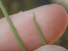 Grevillea acacioides