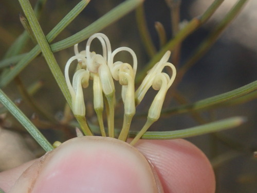 Image of Grevillea Acacioides (Grevillea acacioides) by (c) Thomas Mesaglio, some rights reserved (CC BY)