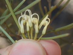 Grevillea acacioides