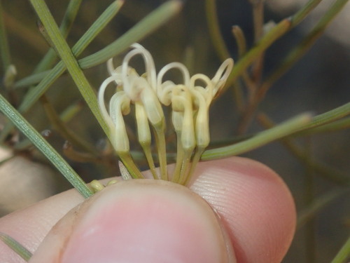 Image of Grevillea Acacioides (Grevillea acacioides) by (c) Thomas Mesaglio, some rights reserved (CC BY)