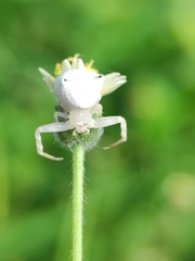 Thomisus spectabilis