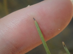 Grevillea acacioides