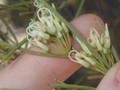 Grevillea acacioides