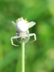 Thomisus spectabilis