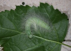 Acronicta leporina