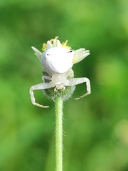 Thomisus spectabilis