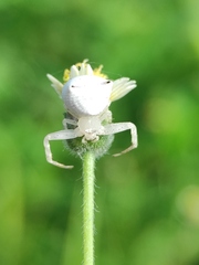 Thomisus spectabilis