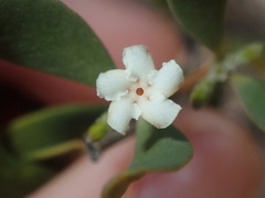 Alyxia buxifolia