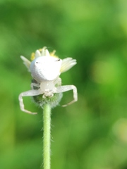 Thomisus spectabilis