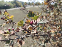 Crataegus sanguinea