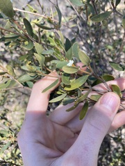 Alyxia buxifolia