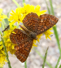 Calephelis arizonensis