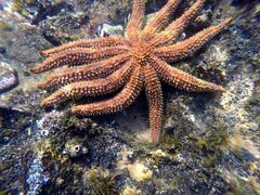 Coscinasterias muricata