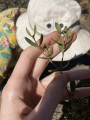 Alyxia buxifolia