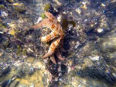 Coscinasterias muricata