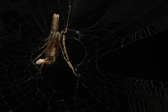 Cyphalonotus
