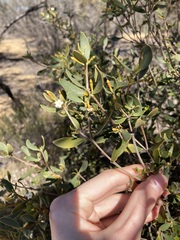 Alyxia buxifolia