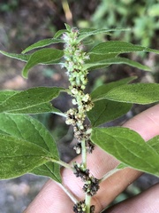 Parietaria officinalis