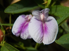 Clitoria falcata
