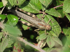 Anacridium aegyptium