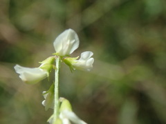 Melilotus albus