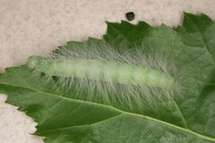 Acronicta leporina