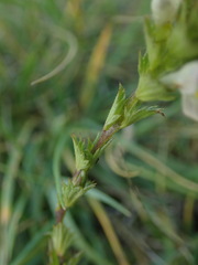 Melilotus albus