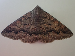 Eudesmeola lawsoni