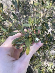 Alyxia buxifolia